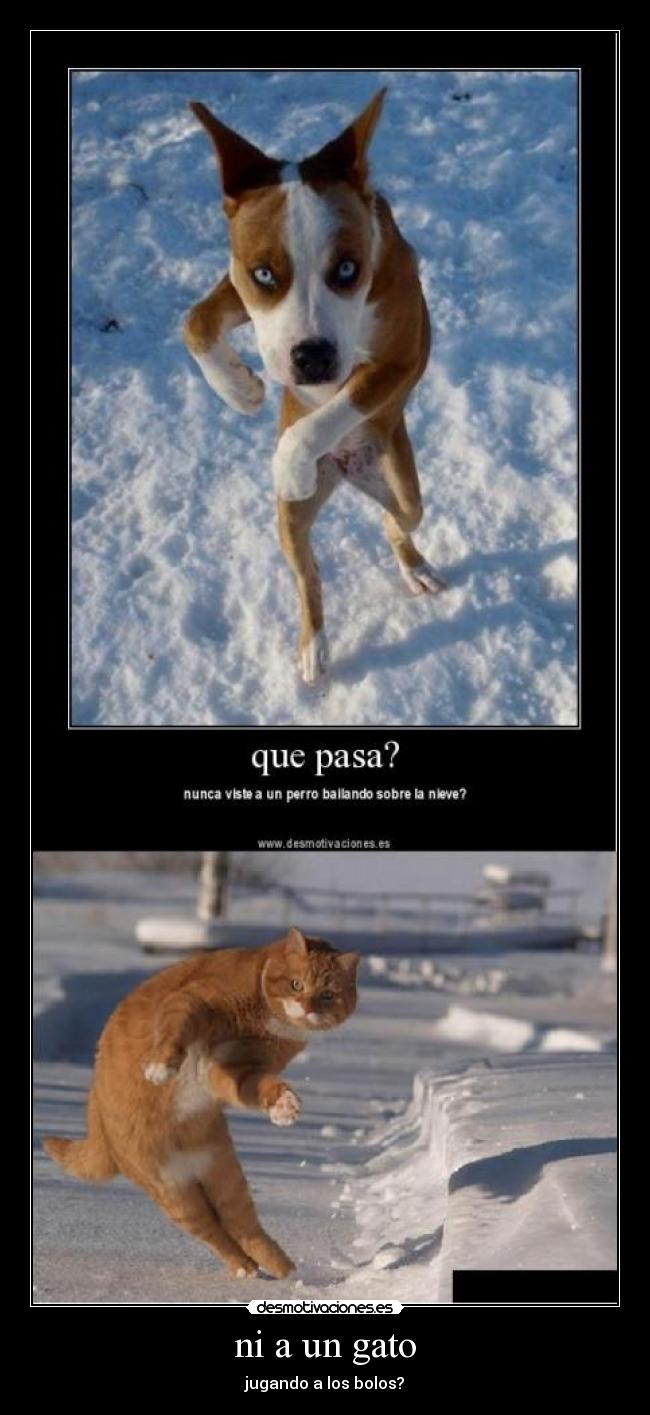 ni a un gato - 