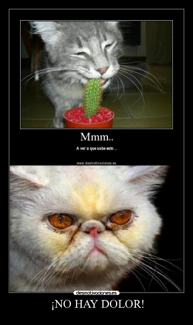 ¡NO HAY DOLOR! - 