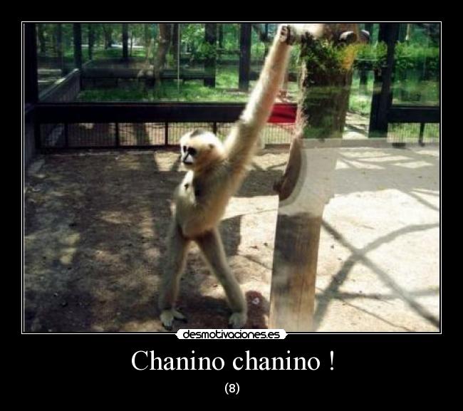 Chanino chanino ! - 