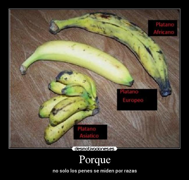 Porque - no solo los penes se miden por razas