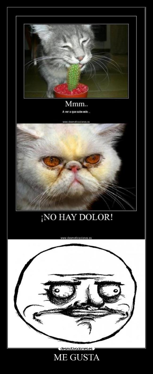 carteles gusta walt-k desmotivaciones gatos desmotivaciones