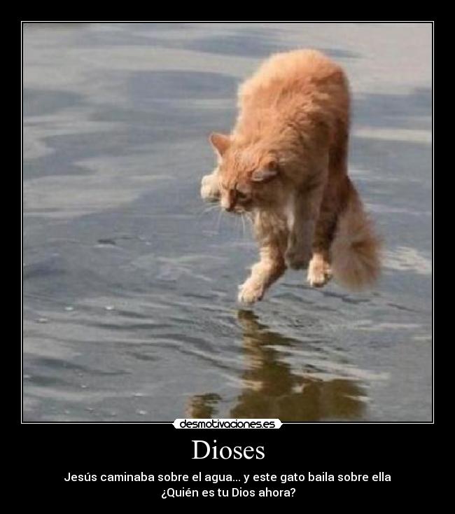 Dioses - Jesús caminaba sobre el agua... y este gato baila sobre ella
¿Quién es tu Dios ahora?