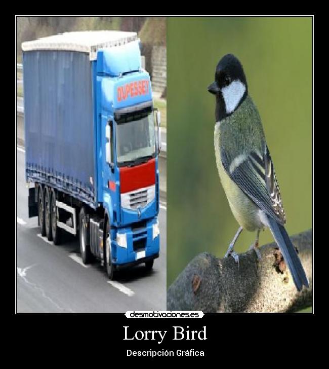 Lorry Bird -  Descripción Gráfica