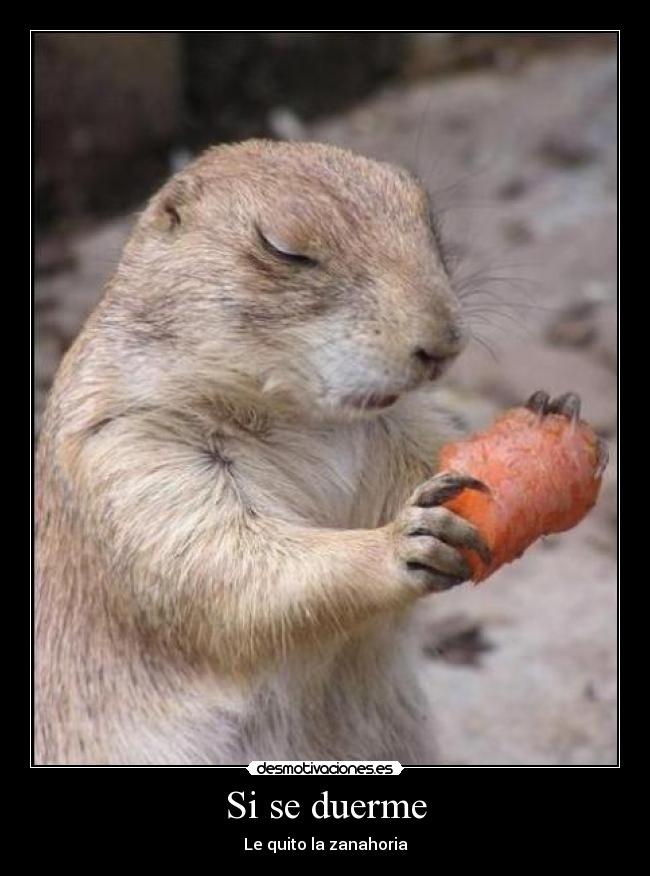 Si se duerme - Le quito la zanahoria