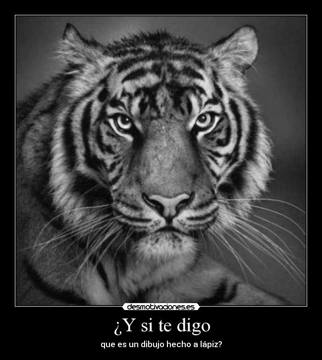 carteles tigre dibujo lapiz desmotivaciones
