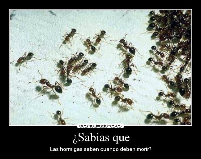 ¿Sabias que - Las hormigas saben cuando deben morir?