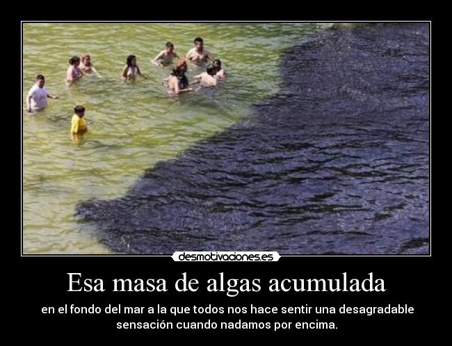 Esa masa de algas acumulada -  en el fondo del mar a la que todos nos hace sentir una desagradable
sensación cuando nadamos por encima.