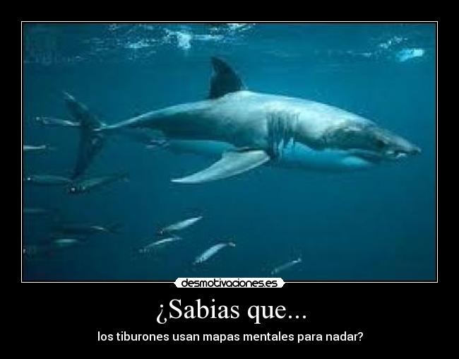 ¿Sabias que... - los tiburones usan mapas mentales para nadar?