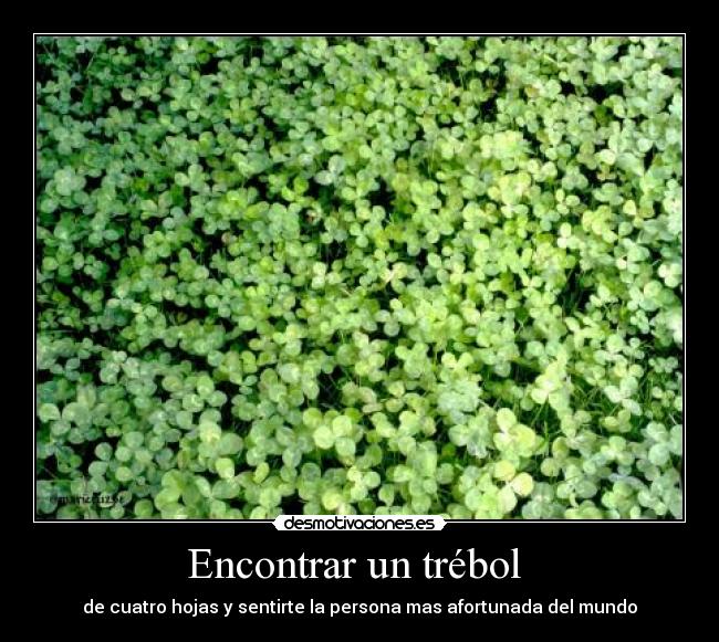 Encontrar un trébol - de cuatro hojas y sentirte la persona mas afortunada del mundo