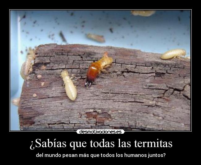 carteles termitas desmotivaciones
