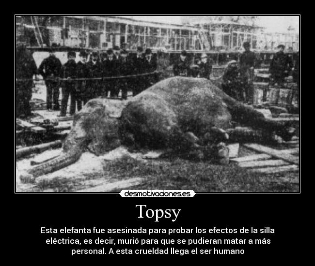 Topsy -
