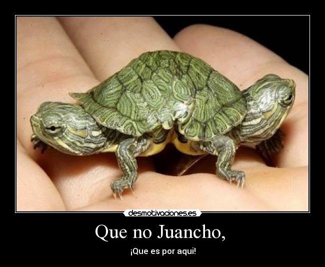 Que no Juancho,  - 
