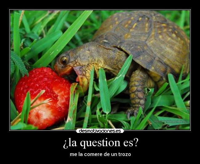 ¿la question es? - me la comere de un trozo