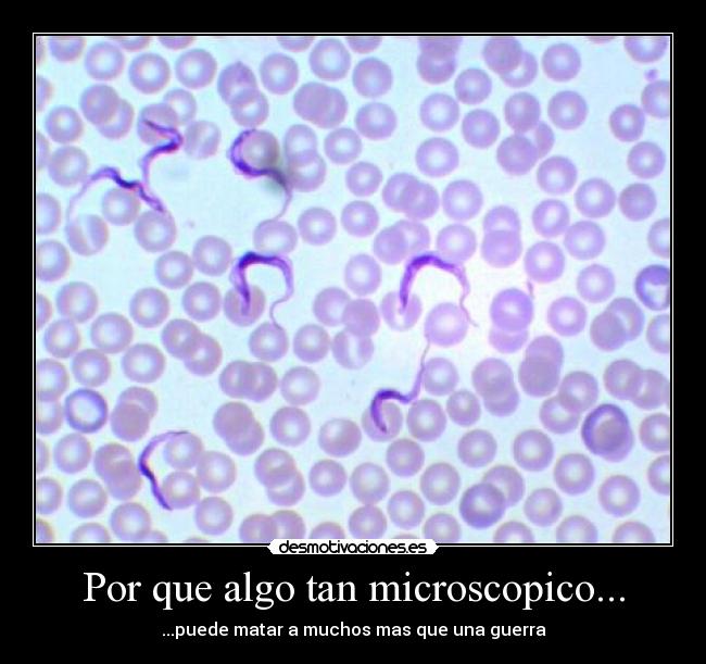 carteles tripanosoma desmotivaciones
