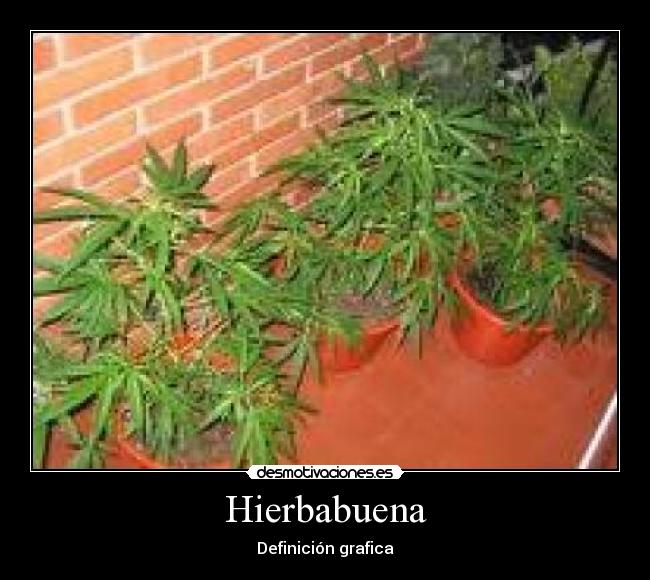 Hierbabuena - Definición grafica