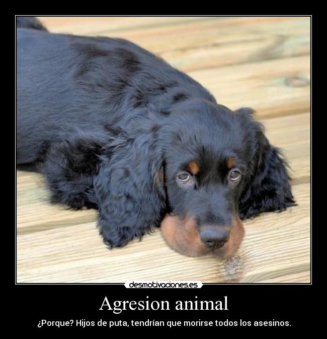 Agresion animal -