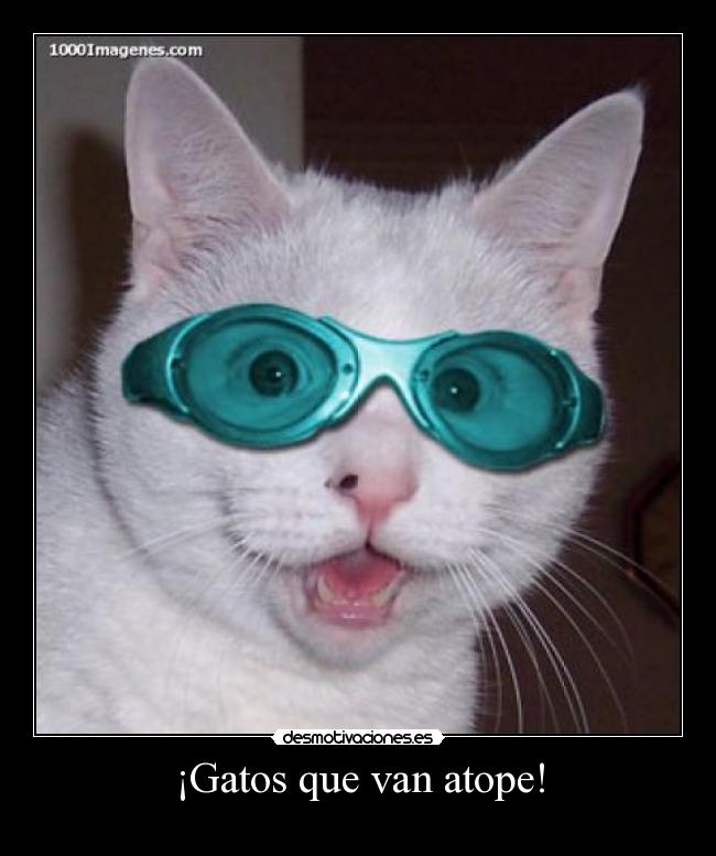 ¡Gatos que van atope! - 