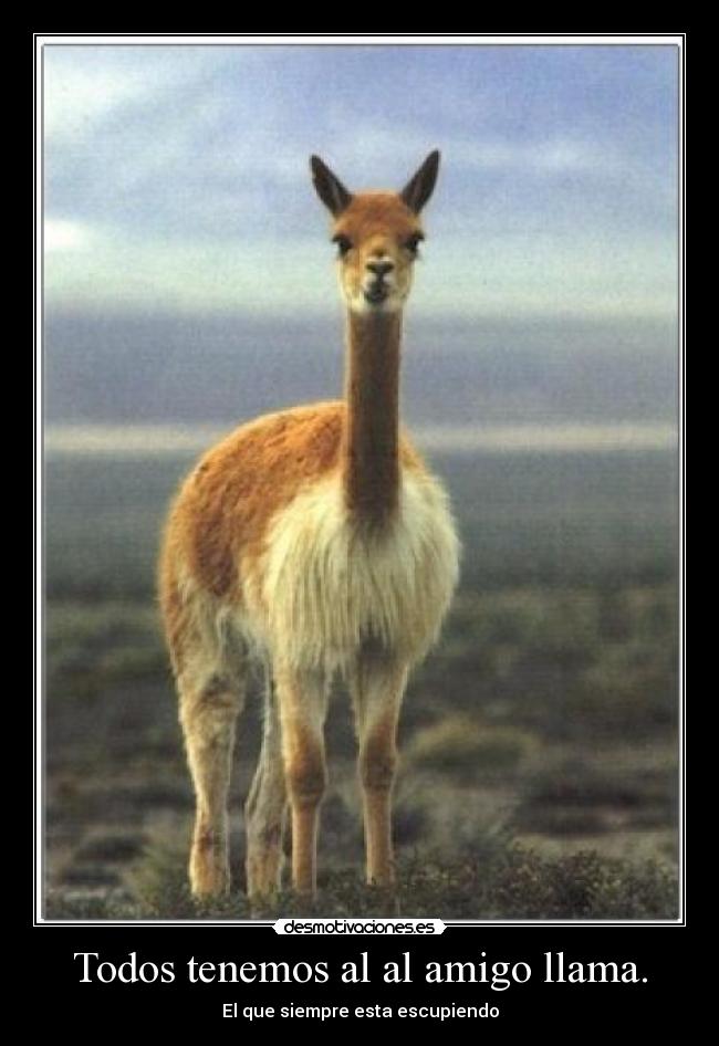 Todos tenemos al al amigo llama. - El que siempre esta escupiendo