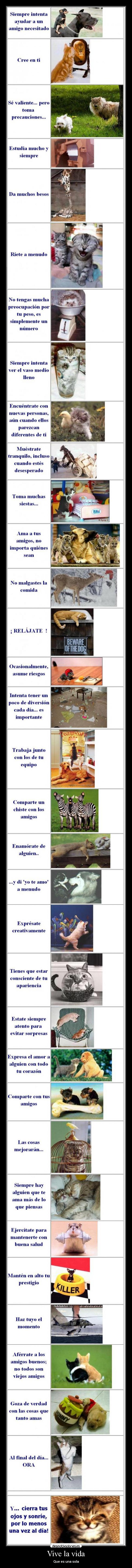 Vive la vida - Que es una sola