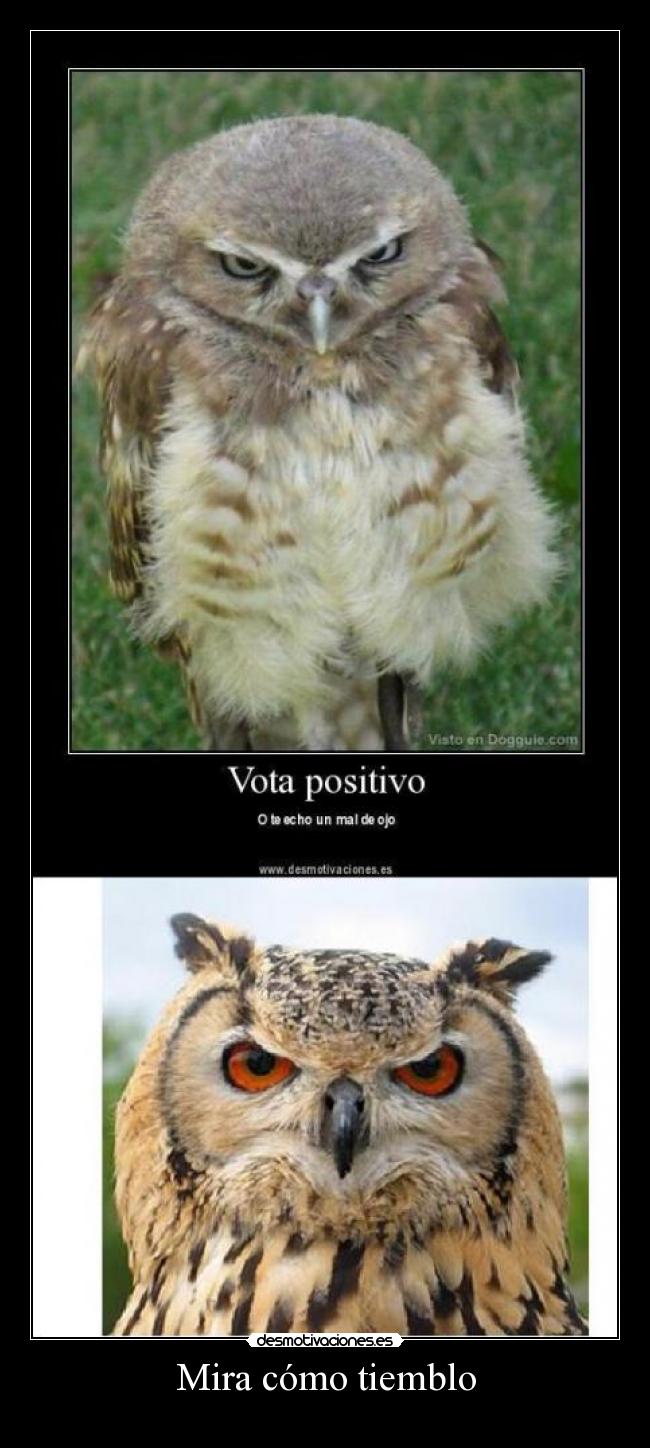 Mira cómo tiemblo -