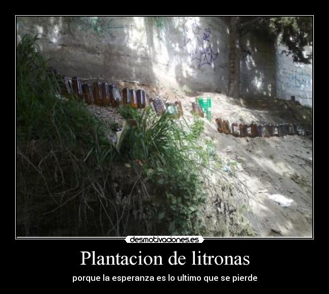 Plantacion de litronas - porque la esperanza es lo ultimo que se pierde