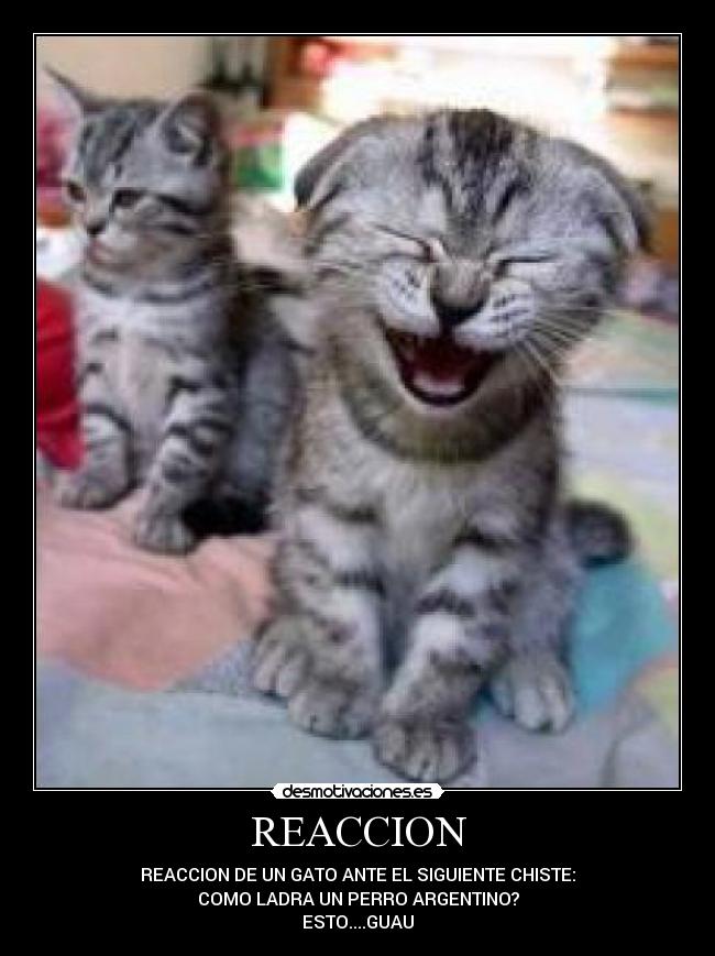 REACCION - REACCION DE UN GATO ANTE EL SIGUIENTE CHISTE:
COMO LADRA UN PERRO ARGENTINO?
ESTO....GUAU
