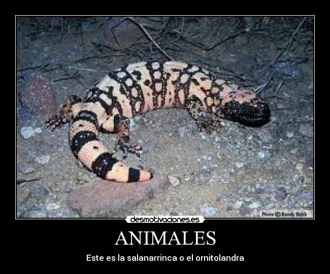 ANIMALES - Este es la salanarrinca o el ornitolandra