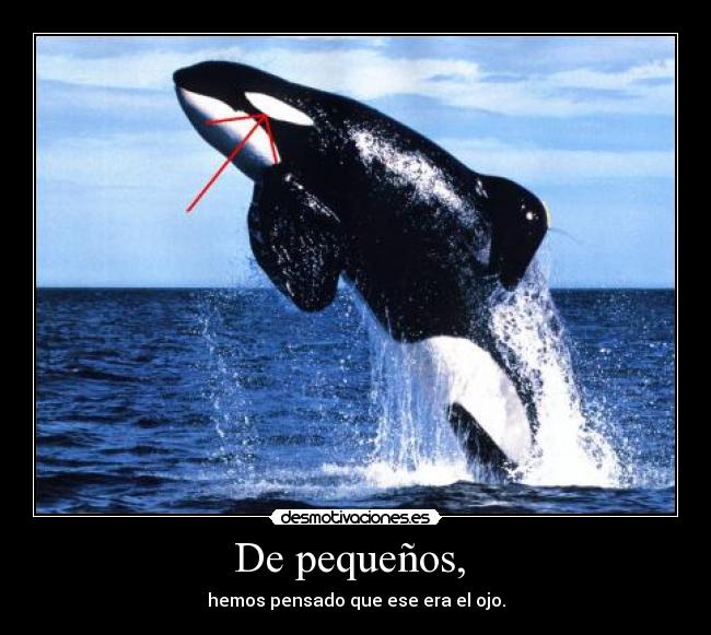 De pequeños,  - hemos pensado que ese era el ojo.