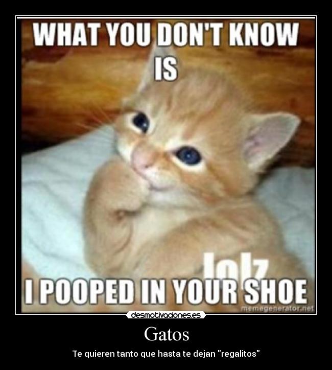 Gatos - Te quieren tanto que hasta te dejan regalitos