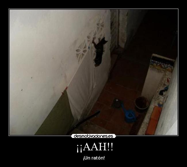 ¡¡AAH!! - ¡Un ratón!