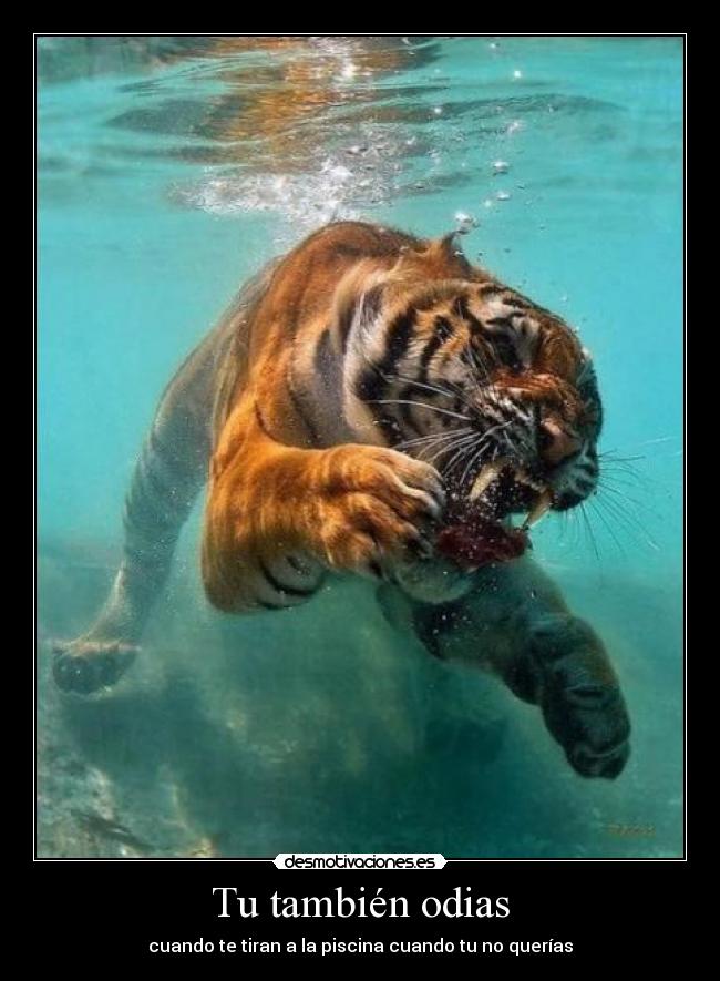 Tu también odias - 