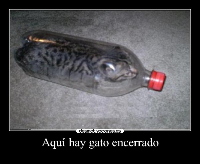 Aquí hay gato encerrado -