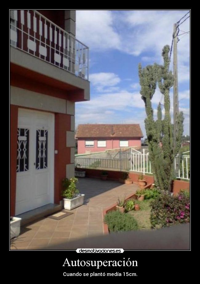Autosuperación - Cuando se plantó medía 15cm.