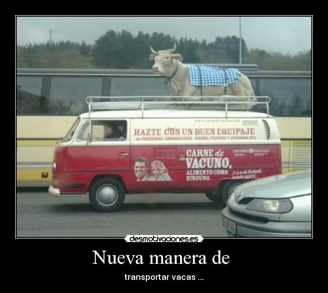 Nueva manera de - transportar vacas ...