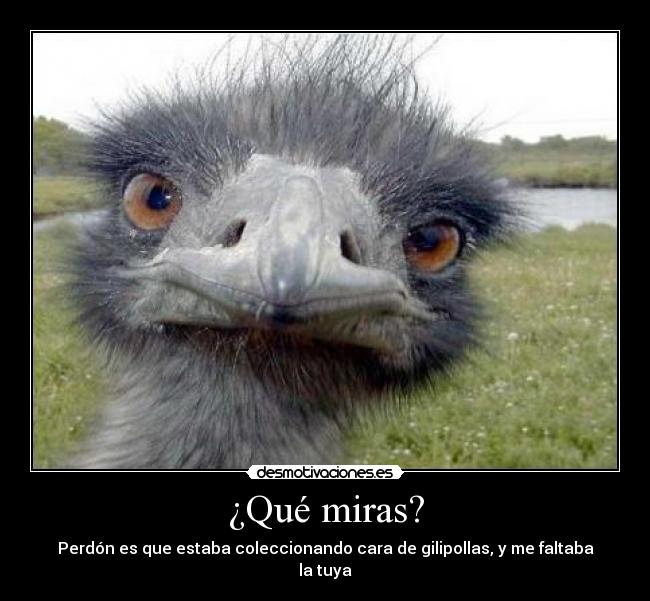 ¿Qué miras? - 