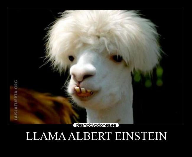 LLAMA ALBERT EINSTEIN - 