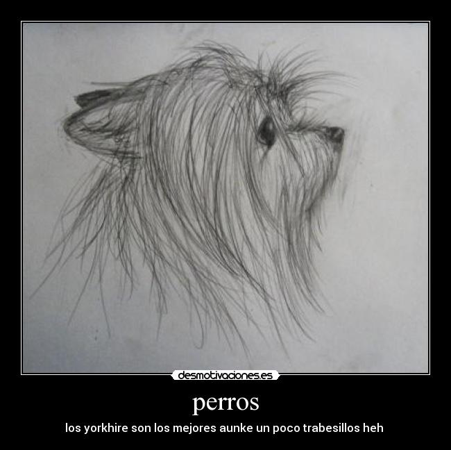 perros - 