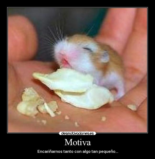 carteles hamster lindo mascota amor carino jaja desmotivaciones