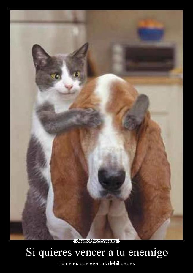 Si quieres vencer a tu enemigo - no dejes que vea tus debilidades