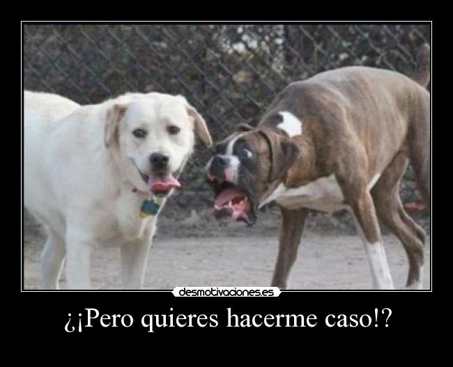 ¿¡Pero quieres hacerme caso!? - 