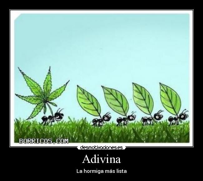 Adivina - 