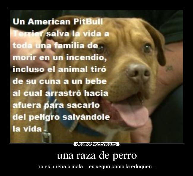 carteles perros desmotivaciones