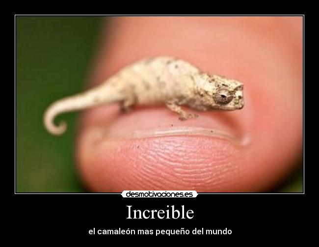 Increible - 