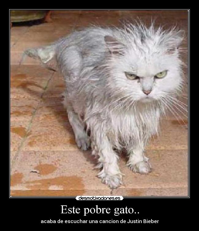 Este pobre gato.. - acaba de escuchar una cancion de Justin Bieber