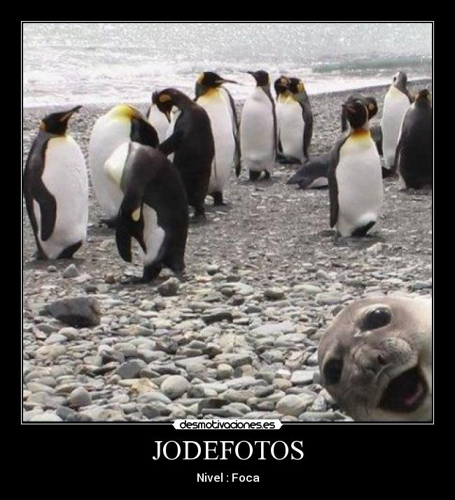 JODEFOTOS - Nivel : Foca