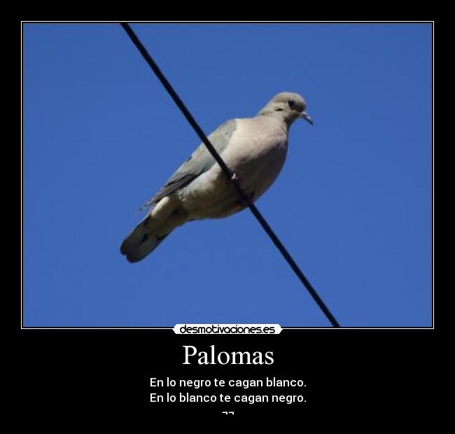 Palomas - 