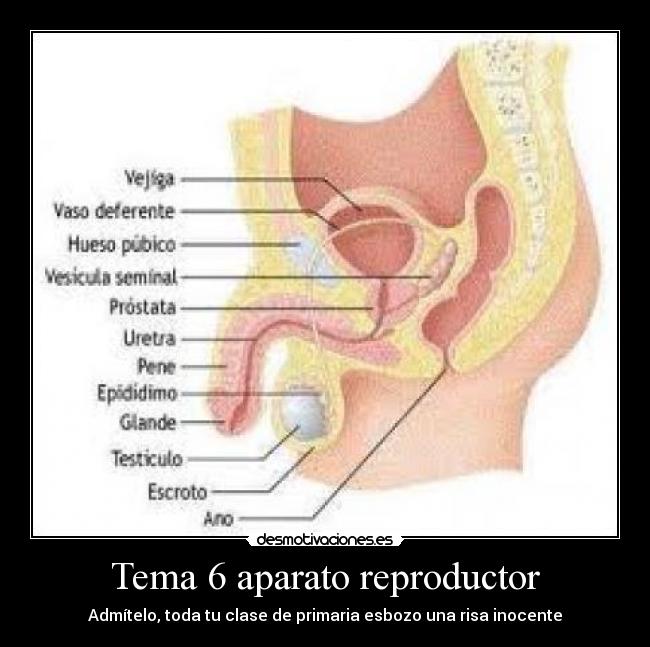 Tema 6 aparato reproductor - Admítelo, toda tu clase de primaria esbozo una risa inocente