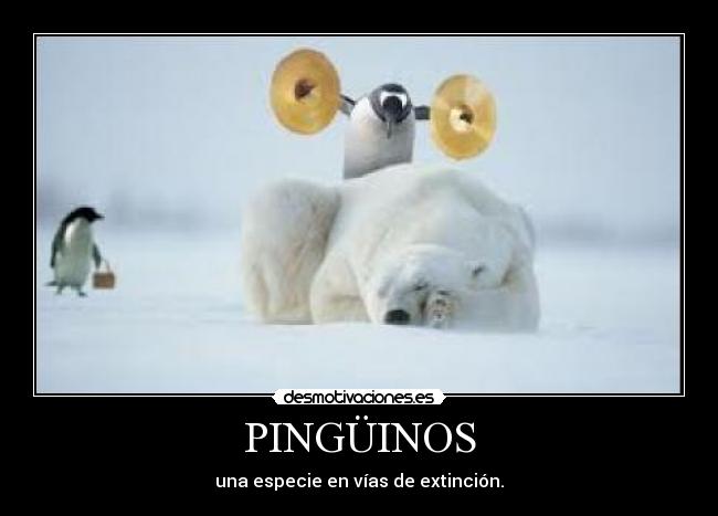 PINGÜINOS - 