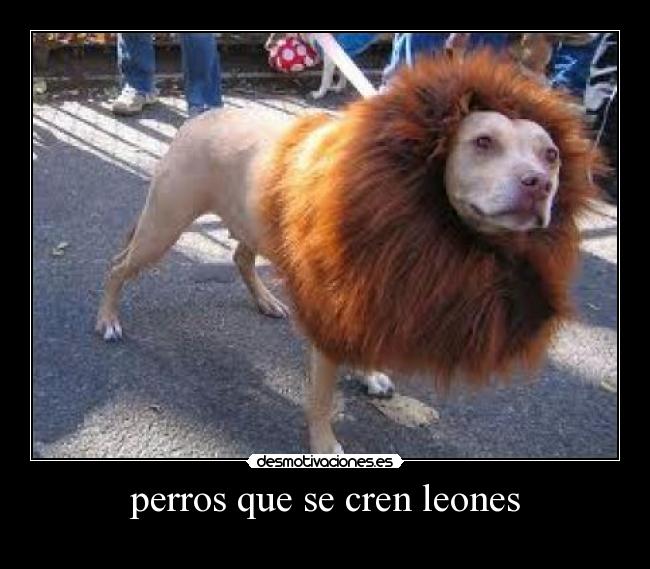 perros que se cren leones -