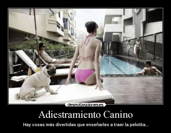 Adiestramiento Canino - Hay cosas más divertidas que enseñarles a traer la pelotita...